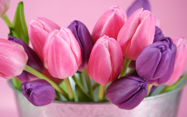 Pink-and-purple-tulips-flowers_2560x1600