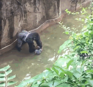 gorilla-shot-after-boy-fall-zoo-enclosure-cincinnati-harambe-16